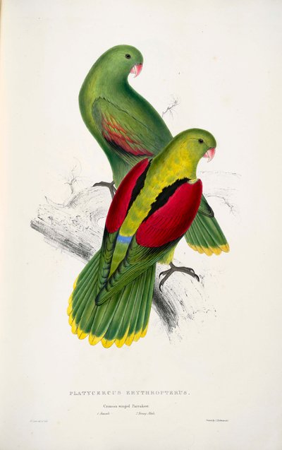 Two Red-Winged Parrots by Edward Lear